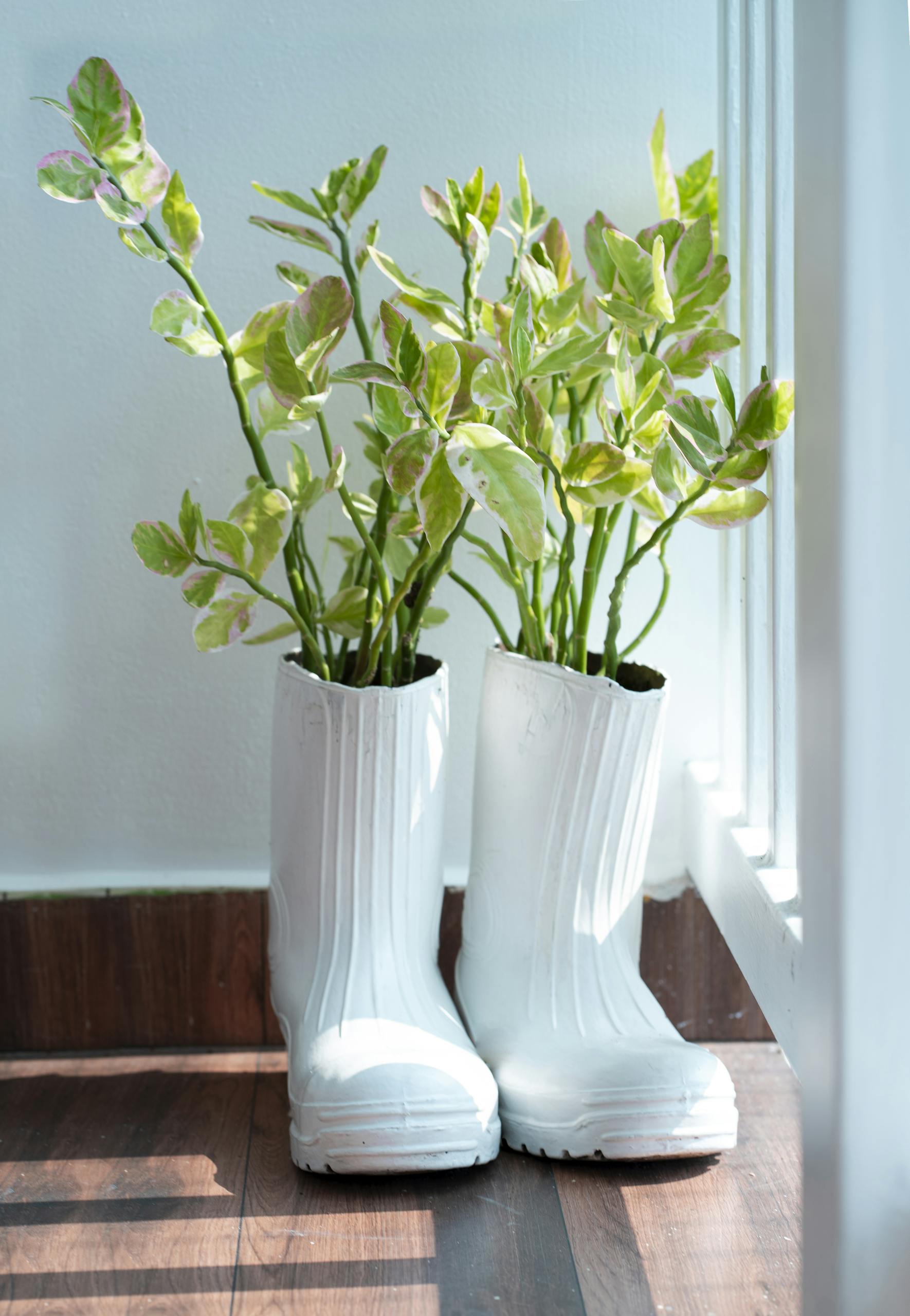 Creative use of white boots as planters for vibrant indoor greenery.